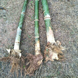 甜竹笋竹苗云南勃氏甜龙竹笋苗台湾水果竹笋种植苗可生吃的水果笋