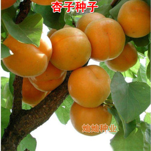 杏树种子 果树种子 家杏核种子 杏子树种子可以嫁接各种优良杏树