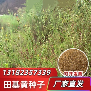 山野药材田基黄种子地耳草黄花草田鸡黄潮汕黄花仔草退黄种