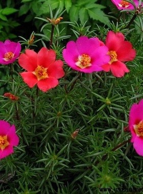 太阳花种子 单瓣混色 阳台盆栽花坛绿植花卉春播花籽