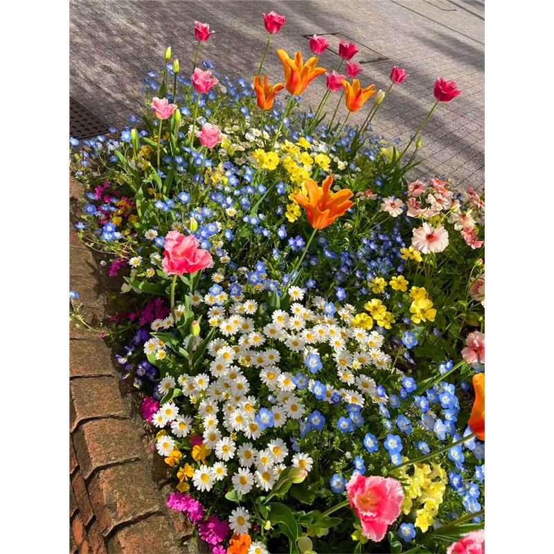 野花组合花种子籽孑四季播种开花格桑花花籽易活花卉花草大全盆栽