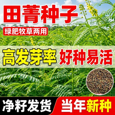 田菁种子耐盐碱耐涝固氮土壤改良