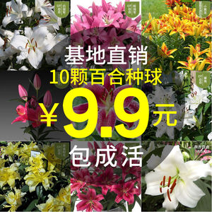 香水百合花种球带芽四季好养活盆栽植物多花苞室内外绿植花卉种子