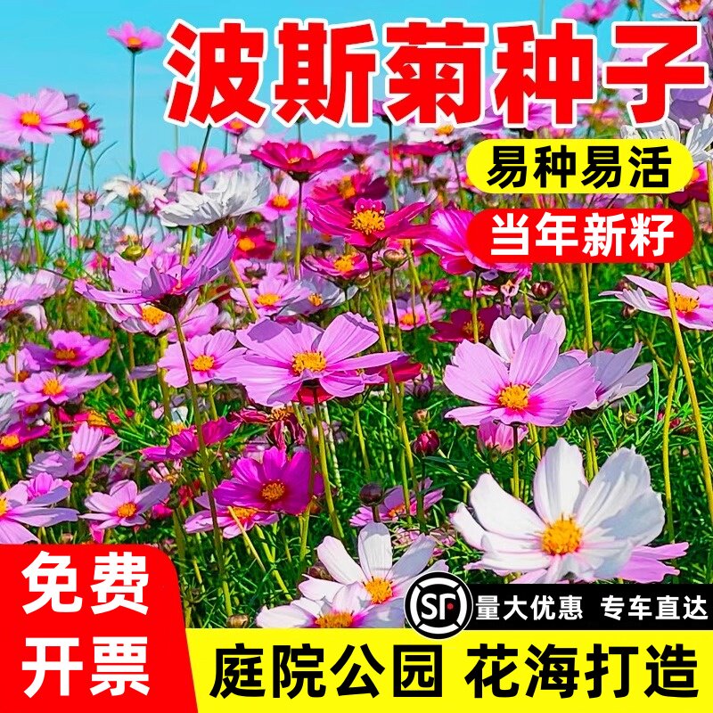 波斯菊花种子格桑花种籽子易种开花易活花籽庭院室外种孑图片