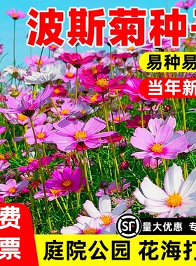 波斯菊花种子格桑花种籽子易种开花易活花籽庭院室外种孑