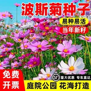 波斯菊花种子格桑花种籽子易种开花易活花籽庭院室外种孑