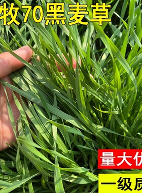 冬牧70黑麦草种子耐旱耐寒四季高产猪牛羊鱼兔饲用牧草种子批发