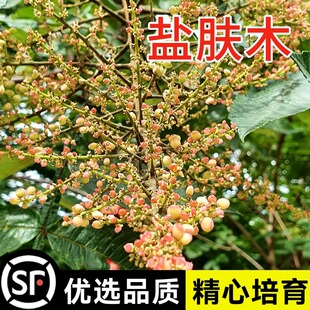 盐肤木种子四季五倍子黄瓤树种籽边坡固土堤坝灌木蜜源养蜂花种籽