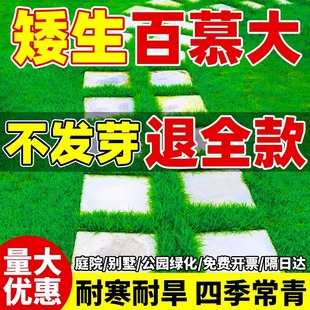 四季常青百慕大草籽矮生免修剪草坪草籽别墅庭院绿化耐寒旱草种子
