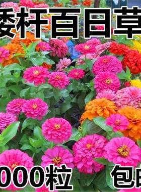 混色百日草花种矮杆花卉种孑四季开花百曰草花籽种子室外白日草种