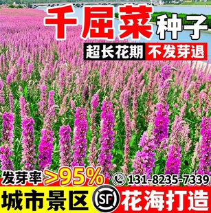 千屈菜种子水枝柳水柳对叶莲多年生耐寒水生植物景观绿化春秋播