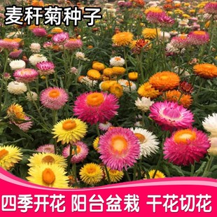 麦秆菊种子四季种开花腊菊乾燥花菊盆栽庭院阳台园艺切花观花种籽