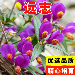 远志种子抽芯远志苗材远志种籽特级500g克可做茶