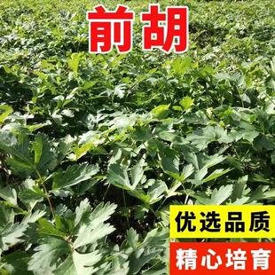 前胡种子新采摘白花包发芽发芽率高宁国白花前胡种籽中药材种子