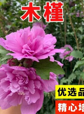木槿花树种子花种子四季种易活室外庭院易种盆栽植物花卉木槿种子