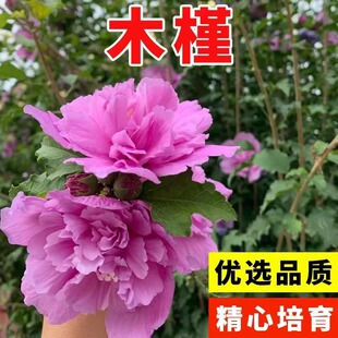 木槿花树种子花种子四季种易活室外庭院易种盆栽植物花卉木槿种子