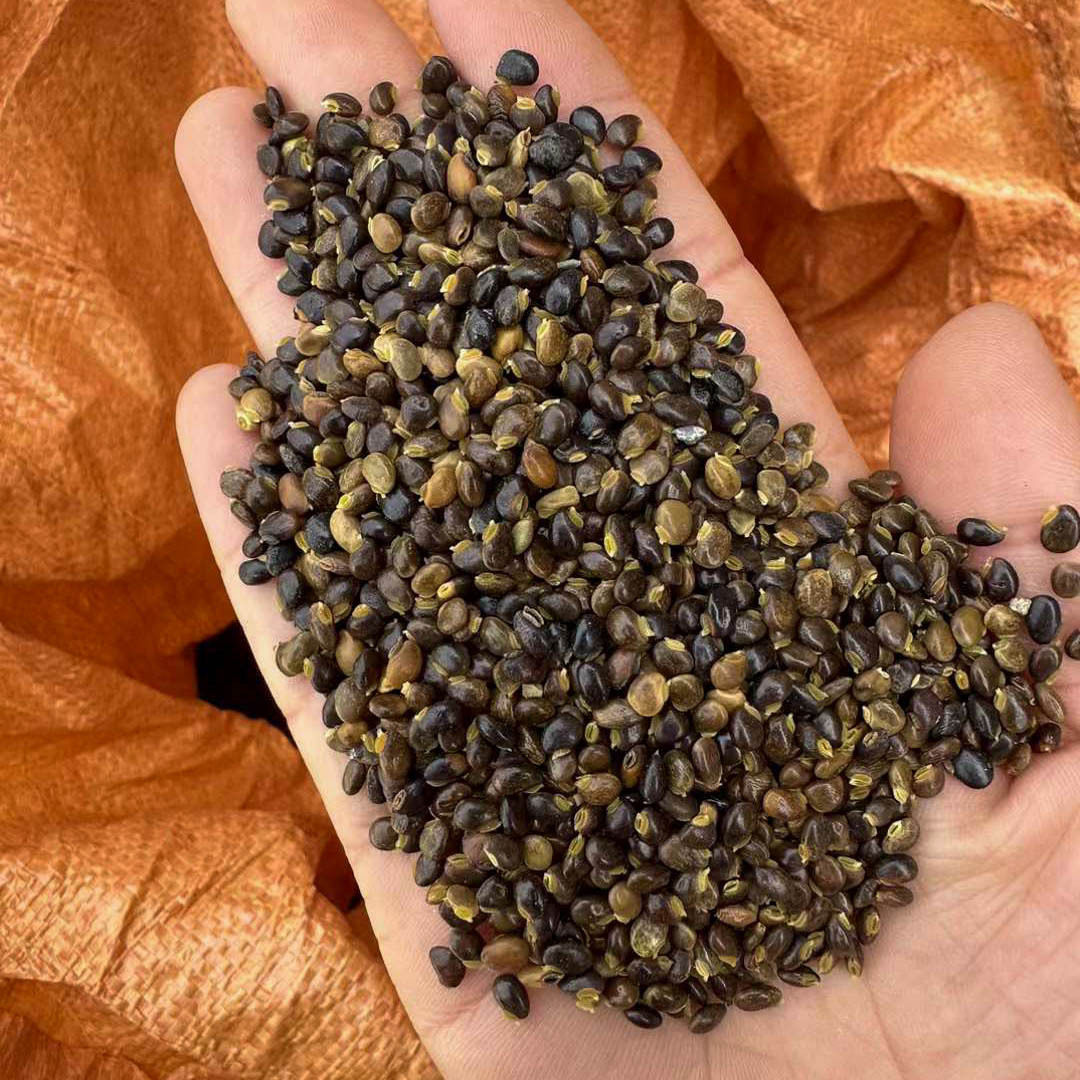 小叶鸡骨草种子茶叶材籽种植苗野生茶广西种籽