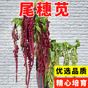 尾穗苋种子观赏花仙人谷籽粒苋种子四季易种花草长势强尾穗苋花籽