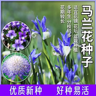 马兰花籽四季种植开花马莲种子阳台庭院易活盆栽马蔺蝴蝶兰种籽孑