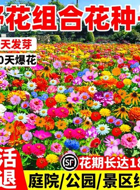 野花组合花种子室外波斯菊花种籽子四季播种开花庭院格桑花种大全