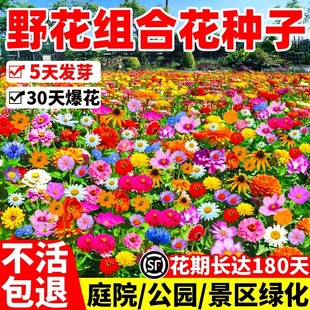 野花组合花种子室外波斯菊花种籽子四季播种开花庭院格桑花种大全