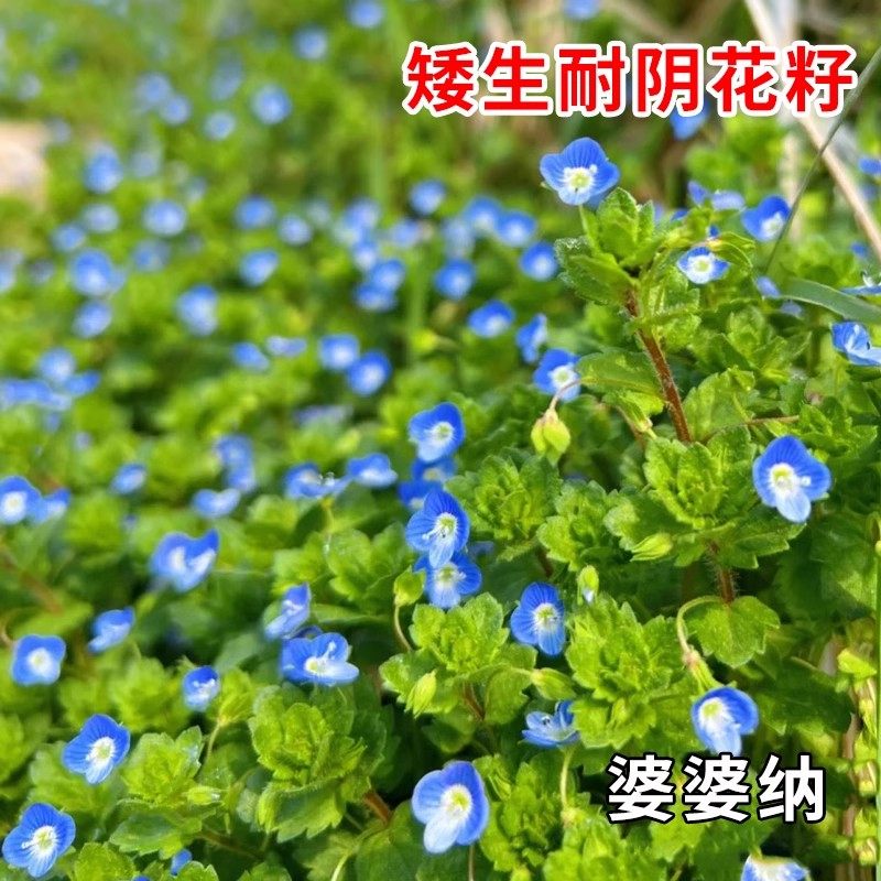 阿拉伯婆婆纳花种子籽低矮生耐阴耐寒四季播花籽花期长盆栽花海,鲜花速递/花卉仿真/绿植园艺,家庭园艺种子,淘宝优惠券,粉丝福利购,淘宝优惠卷