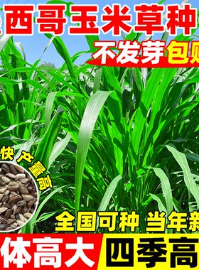 墨西哥玉米草种籽牧草种子四季高产多年生再生畜牧高蛋白养殖草籽