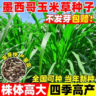 墨西哥玉米草种籽牧草种子四季高产多年生再生畜牧高蛋白养殖草籽