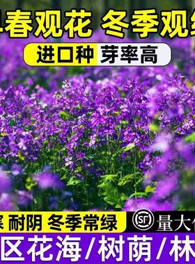 二月兰种子花籽诸葛菜二月蓝多年生宿根二月兰花种籽庭院耐寒耐阴