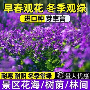 二月兰种子花籽诸葛菜二月蓝多年生宿根二月兰花种籽庭院耐寒耐阴