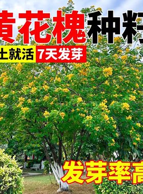 黄花槐种子刺槐护坡固土工程园林绿化灌木黄槐种籽树红花槐种籽子