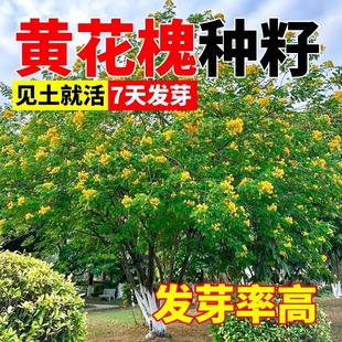 黄花槐种子刺槐护坡固土工程园林绿化灌木黄槐种籽树红花槐种籽子