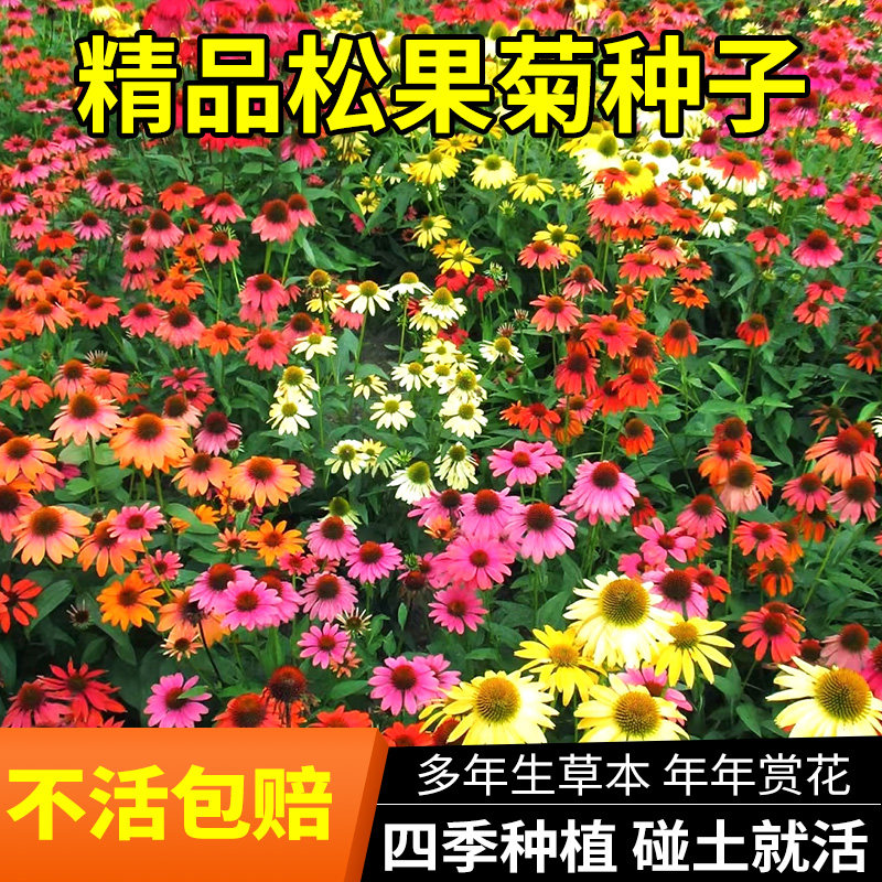紫松果菊种籽彩色松果菊多年生花卉种子耐寒耐旱园林绿化庭院景观