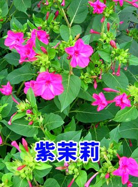 紫茉莉种子 地雷花鲜花籽紫色花草胭脂花宿根花卉多年生景观花海