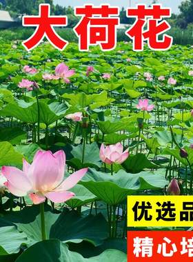 大型荷花种子池塘水养荷花四季莲藕室外盆栽莲花花籽观赏碗莲种籽