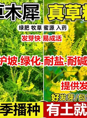 草木犀黄花苜蓿多年生牧草种子南北方柱花草营养高猪牛羊鸡鸭草籽