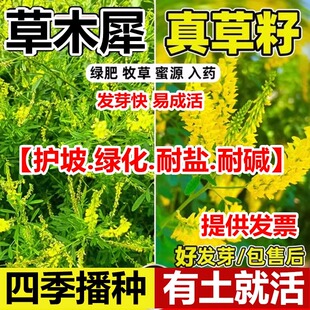 草木犀黄花苜蓿多年生牧草种子南北方柱花草营养高猪牛羊鸡鸭草籽