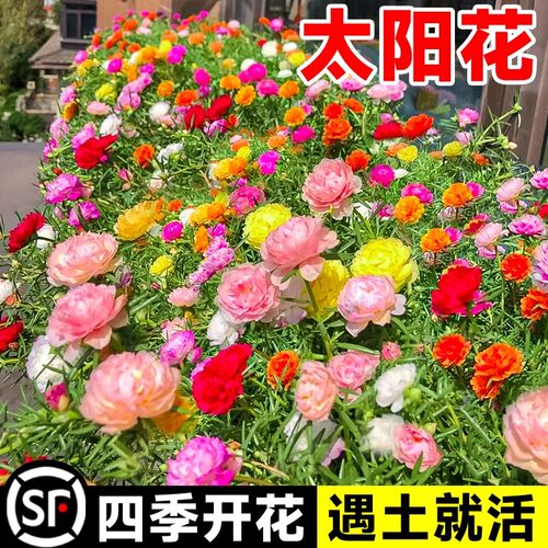 太阳花种孑重瓣花种籽四季开花格桑花花籽百日草庭院种植易活种子