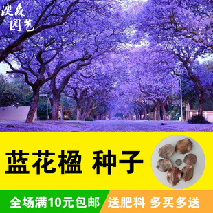 蓝花楹种子蓝雾树种籽盆栽花卉别墅庭院高档植物行道美观绿化树种