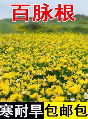 百脉根种子蜜源花卉绿化饲用牧草