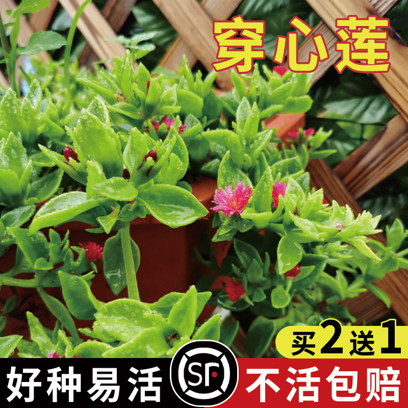 材穿心莲种子非蔬菜盆栽四季种植苗兽用阳台中草药穿心莲种籽
