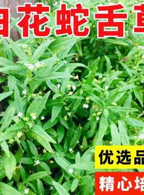 白花蛇舌草种子 半枝莲种子 蛇舌草种子百花蛇舌草 药材种子包邮