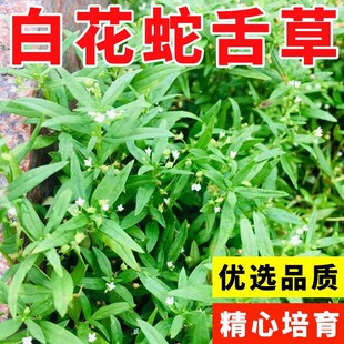 白花蛇舌草种子 半枝莲种子 蛇舌草种子百花蛇舌草 药材种子包邮