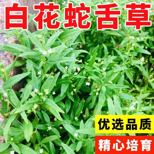 白花蛇舌草种子 半枝莲种子 蛇舌草种子百花蛇舌草 药材种子包邮