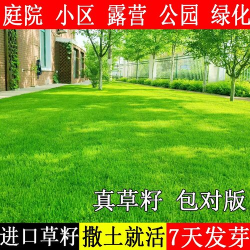 草坪草籽种子免修剪四季常青护坡狗牙根马尼拉地毯草皮籽庭院耐热