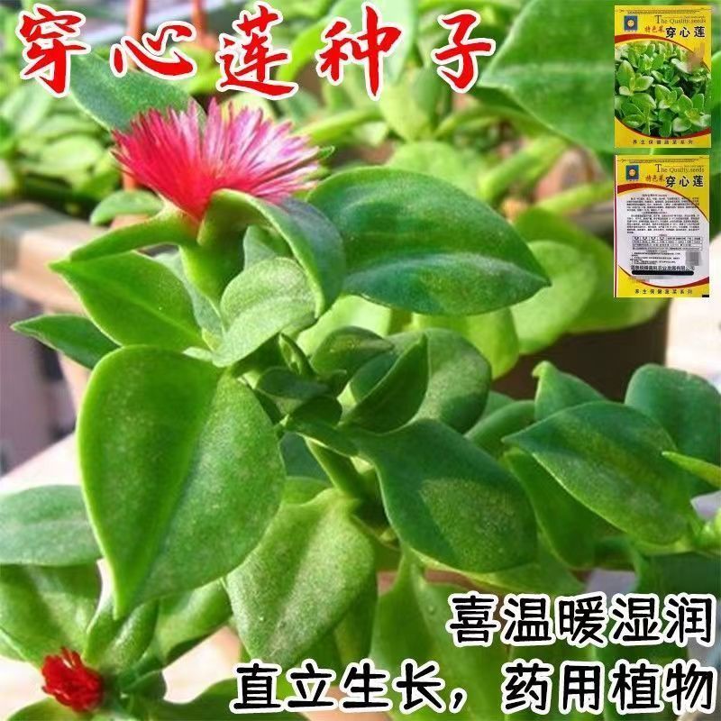 食用穿心莲种子田七心叶日中花籽牡丹吊兰菜吸甲醛四季好养蔬菜籽