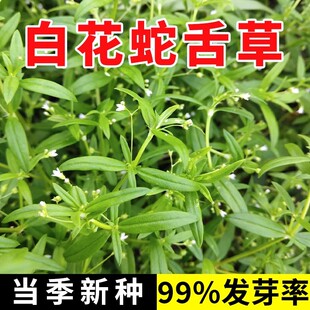 白花蛇舌草种子 半枝莲种子蛇舌草种子百花蛇舌草药材种子包邮四