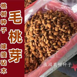 毛桃芽 桃树种子 果树种子 桃仁 杜梨 杏树种子 嫁接砧木野生桃核