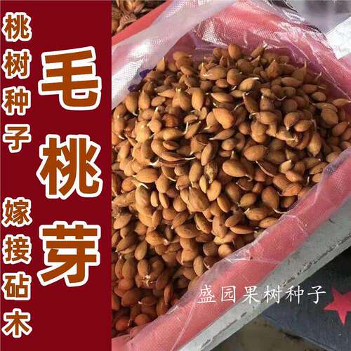 毛桃芽桃树种子果树种子桃仁