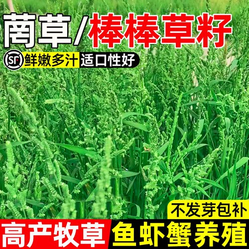 棒棒草种子四季高产多年生牧草种籽高蛋白家禽喜食畜牧养殖鱼虾蟹